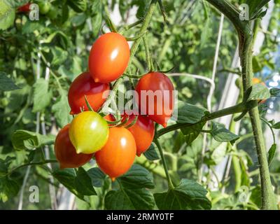 A sprig of tomatoes ripening in a home greenhouse. Organic vegetable cultivation. Summer, sunny day. Natural daylight. Stock Photo