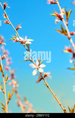 Catturando la bellezza di piccoli fiori bianchi adornati con delicati nuclei rosa, uno studio sulla grazia e la sottigliezza della natura Foto Stock