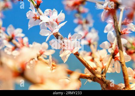 Catturando la bellezza di piccoli fiori bianchi adornati con delicati nuclei rosa, uno studio sulla grazia e la sottigliezza della natura Foto Stock