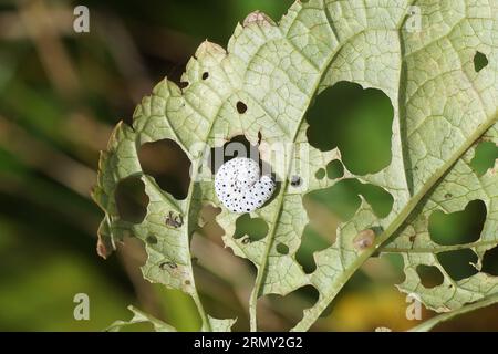 Larva Figwort Sawfly (tenthredo scrophulariae), famiglia delle seghe comuni (Tenthredinidae) sul lato inferiore di una foglia danneggiata di ficwort comune Foto Stock