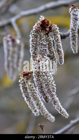 Gli orecchini Aspen (Populus tremula, Populus pseudotremula) fioriscono in natura in primavera Foto Stock