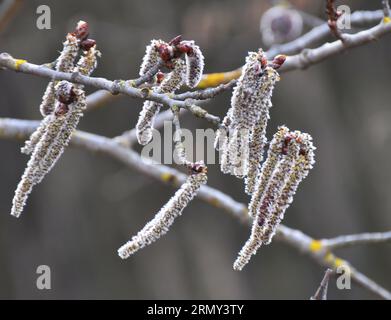 Gli orecchini Aspen (Populus tremula, Populus pseudotremula) fioriscono in natura in primavera Foto Stock