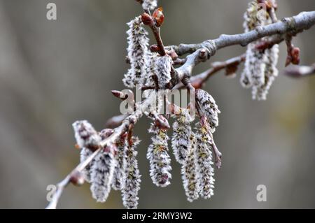 Gli orecchini Aspen (Populus tremula, Populus pseudotremula) fioriscono in natura in primavera Foto Stock