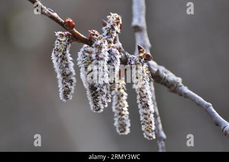 Gli orecchini Aspen (Populus tremula, Populus pseudotremula) fioriscono in natura in primavera Foto Stock