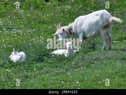 Una capra domestica pascolava in un cortile rurale Foto Stock