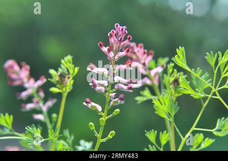 Fumaria officinalis fiorisce in natura in primavera Foto Stock