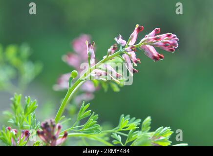 Fumaria officinalis fiorisce in natura in primavera Foto Stock