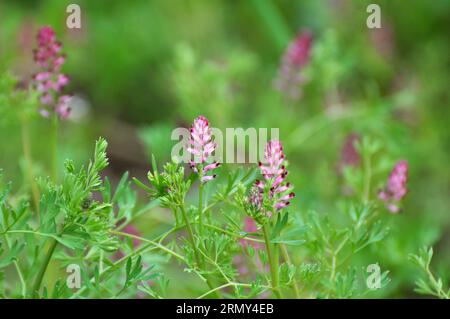 Fumaria officinalis fiorisce in natura in primavera Foto Stock