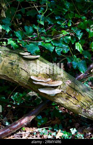 Funghi - staffa di scottatura (Daedaleopsis confragosa) Foto Stock