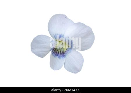 fiore viola bianco su sfondo bianco Foto Stock