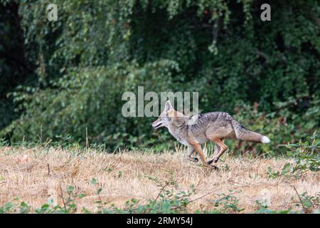 Union Bay Natural area, Seattle, Washington, USA. Un coyote urbano che corre a Seattle. Foto Stock