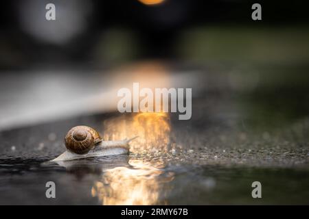 Snail crossing the road in rain. Big snail with brown house going over wet asphalt road, reflection and side view. Stock Photo