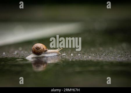 Snail crossing the road in rain. Big snail with brown house going over wet asphalt road, reflection and side view. Stock Photo