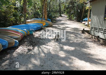 Kayak alle sorgenti naturali di Wekiwa Springs Foto Stock