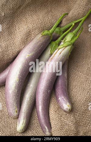 Una foto ravvicinata di lunghe melanzane viola disposte su una vecchia borsa di sicurezza. Foto Stock