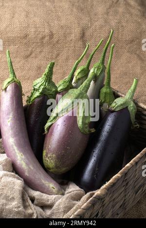 Una foto ravvicinata di natura morta di vari tipi di melanzane appena raccolte sedute all'interno di un cestino di vimini. Foto Stock