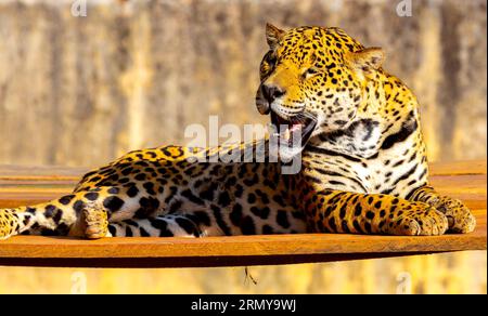 Magnifico ritratto jaguar a fuoco selettivo. Il più grande gatto selvatico delle Americhe Foto Stock