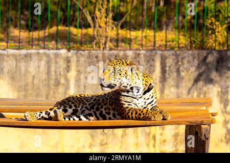 Magnifico ritratto jaguar a fuoco selettivo. Il più grande gatto selvatico delle Americhe Foto Stock