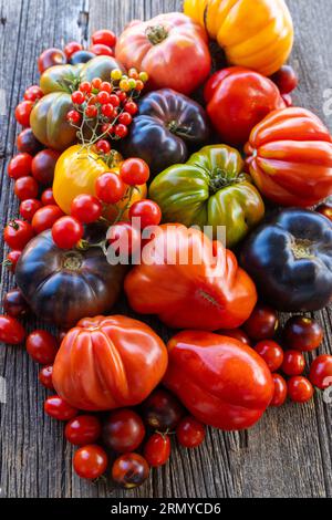 Coloratissimi pomodori heirloom su sfondo rustico grigio Foto Stock