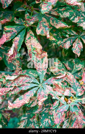 Horse chestnut tree leaves infected by the larvae of the moth Cameraria ohridella Stock Photo