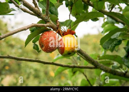 Marciume marrone Monilinia laxa infezione fungina delle mele Foto Stock