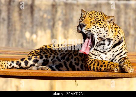 Magnifico ritratto jaguar a fuoco selettivo. Il più grande gatto selvatico delle Americhe Foto Stock