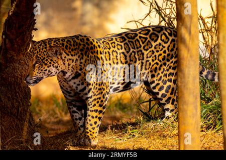 Magnifico ritratto jaguar a fuoco selettivo. Il più grande gatto selvatico delle Americhe Foto Stock