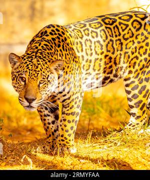 Magnifico ritratto jaguar a fuoco selettivo. Il più grande gatto selvatico delle Americhe Foto Stock