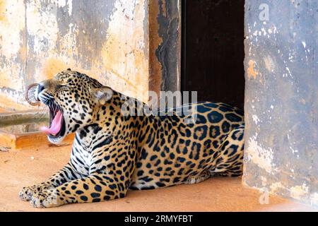 Magnifico ritratto jaguar a fuoco selettivo. Il più grande gatto selvatico delle Americhe Foto Stock