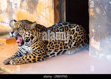 Magnifico ritratto jaguar a fuoco selettivo. Il più grande gatto selvatico delle Americhe Foto Stock