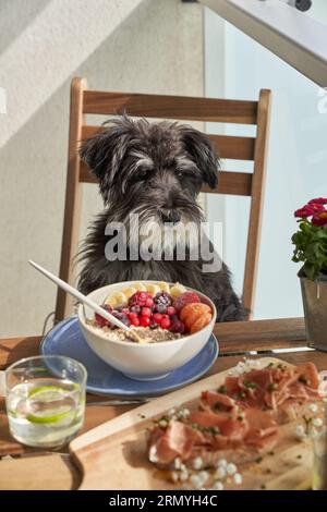 Tranquillo e adorabile cane Schnauzer in miniatura seduto a un tavolo di legno con vari piatti deliziosi sulla terrazza del ristorante durante la colazione Foto Stock