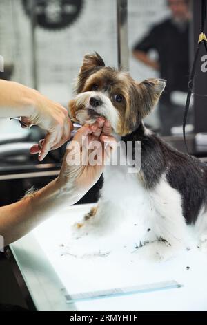 Coltivatore professionale che taglia i capelli al cane Yorkshire Terrier obbediente con le forbici durante la giornata lavorativa in un moderno salone di cura Foto Stock