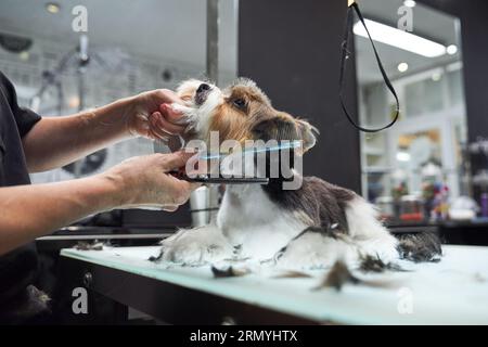 Ritaglia persona che dona un taglio di capelli per lo Yorkshire Terrier obbediente con forbici e pettine durante il giorno lavorativo in un moderno salone di cura Foto Stock