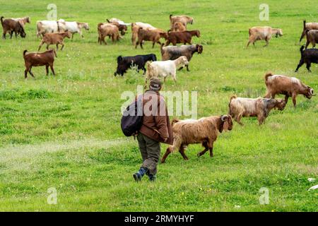 Mandriano di capre che pascolava il suo branco in Turchia Foto Stock