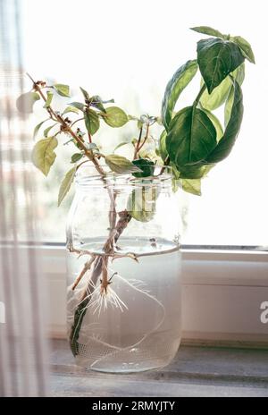 E una selezione di fresche fatte in casa culinaria organico e erbe aromatiche piante in vasetti di vetro su sfondo di legno, home giardinaggio, vicino il fuoco selettivo. Foto Stock