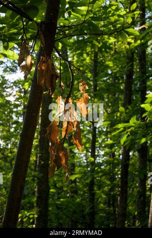 Le prime foglie gialle marroni dell'autunno iniziano con sfondo verde in veretico e alla luce del sole Foto Stock