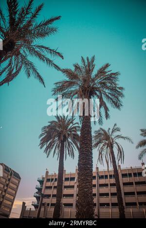 Palme sopra Foto Stock