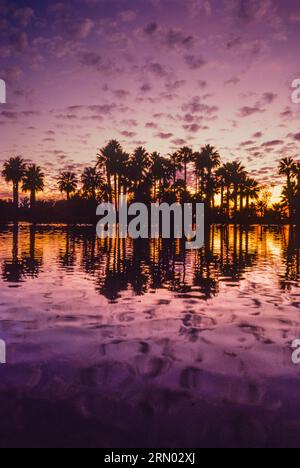 Palme al Sunset Papago Park Pond   Phoenix, Arizona, USA Foto Stock