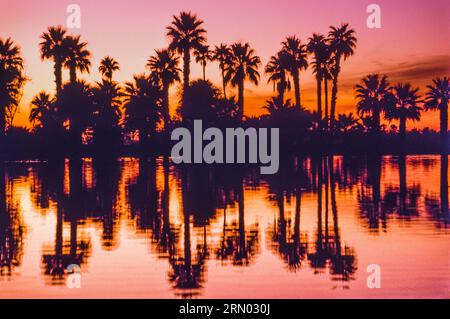 Palme al Sunset Papago Park Pond   Phoenix, Arizona, USA Foto Stock