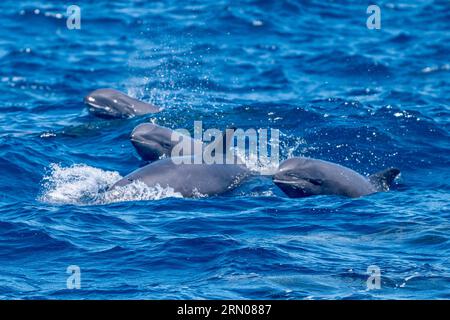 Mammiferi marini della laguna di Mayotte nell'Oceano Indiano Foto Stock