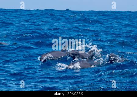 Mammiferi marini della laguna di Mayotte nell'Oceano Indiano Foto Stock