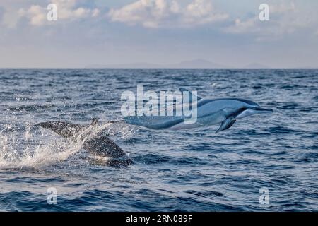 Mammiferi marini della laguna di Mayotte nell'Oceano Indiano Foto Stock