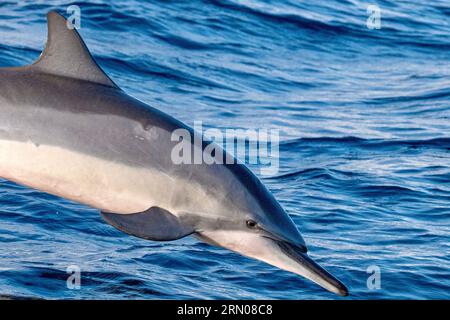 Mammiferi marini della laguna di Mayotte nell'Oceano Indiano Foto Stock