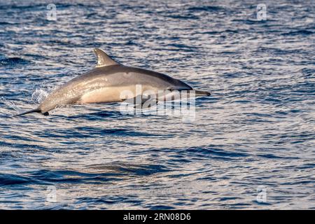 Mammiferi marini della laguna di Mayotte nell'Oceano Indiano Foto Stock