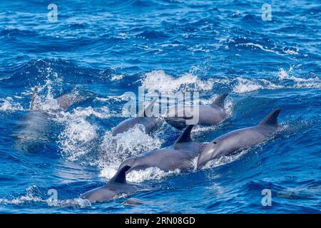 Mammiferi marini della laguna di Mayotte nell'Oceano Indiano Foto Stock