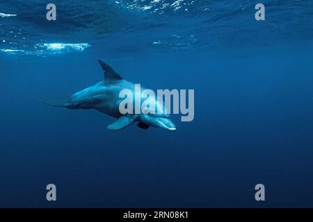 Mammiferi marini della laguna di Mayotte nell'Oceano Indiano Foto Stock