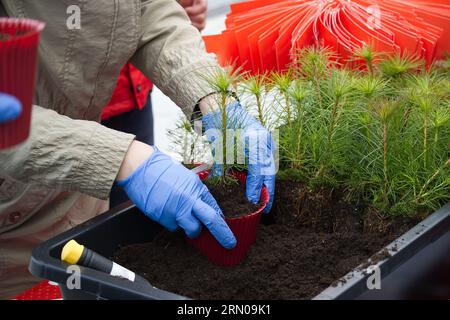 Trasferimento di piante di pino containerizzate in pentola biodegradabile. Earth Day salvare il concetto di ambiente Foto Stock