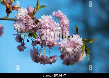 Fiori sakura rosa sullo sfondo del cielo blu. Splendida scena naturalistica con fiori sakura in fiore Foto Stock