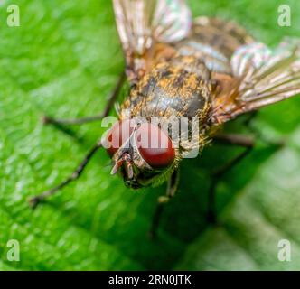 Ritratto macro di una comune mosca a grappolo poggiata su una foglia in un'atmosfera soleggiata Foto Stock