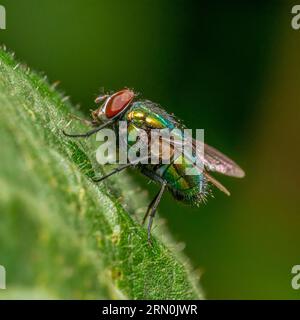 Macro shot laterale ad angolo basso di una comune voliera verde che poggia su una foglia verde Foto Stock